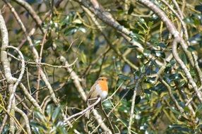 charming Songbird