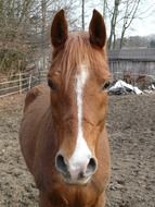 portrait of a brown horse on a farm