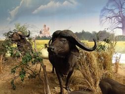 African buffaloes, collage, wallpaper