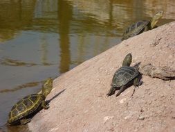 Turtles on a lake bank