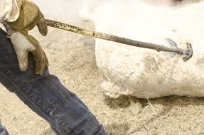 branding iron of a cattle