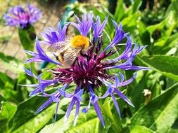 the insect is sitting on a cornflower
