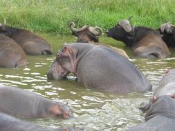 Uganda Hippopotamus