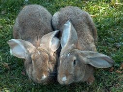 two gray rabbits on green grass close-up