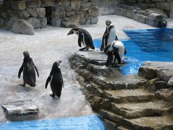 a group of penguins playing on stone steps near the water