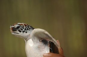 little animal in africa