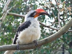 bird with a large beak on a branch in the zoo on a blurred background