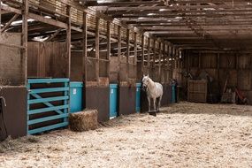 Picture of the horse on a farm