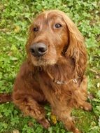 photo of brown hunting dog