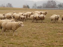 a flock of sheep go to pasture