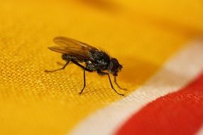 fly on bright fabric