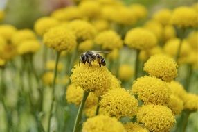 Wasp on the yellow flower