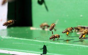 many bees on a green hive close-up