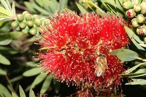 red bottlebrush flower