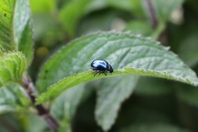 shiny beetle on a mint bush close-up