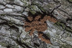 many small insects on a tree trunk close-up