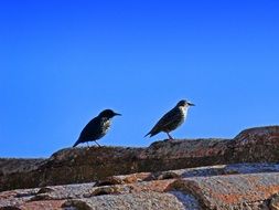 Birds on the Roof