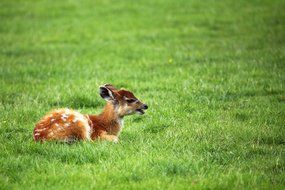 wild young antelope