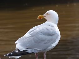 stunningly beautiful Seagull