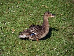 Domestic Duck walking on a Grass