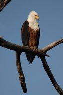 proud Osprey Bird in Botswana