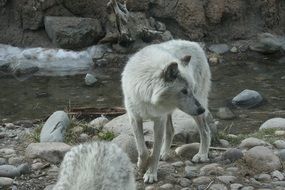 the white wolf stands on stone ground