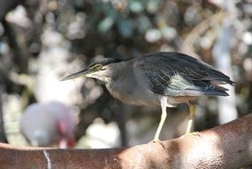 profile of a little heron