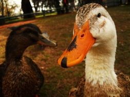 two different ducks in the forest