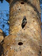woodpecker on a tree on a sunny day