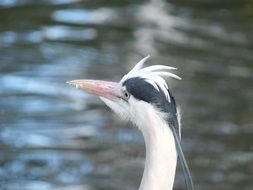 Heron in profile on a blurred background