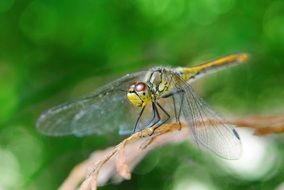 insect with transparent wings on a twig