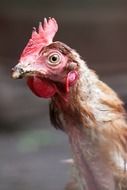 photo of cock with a scallop