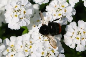 beetle on white flowers