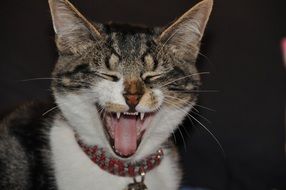 Funny kitty yawning