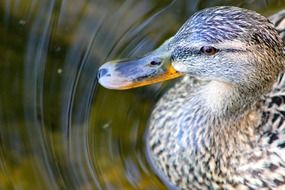 Grey duck in pond