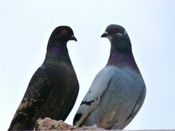 pair of pigeons on a heavenly background