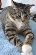 tabby cat on a purple bedspread