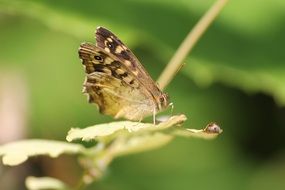 Egeria, brown Butterfly on leaf, Macro