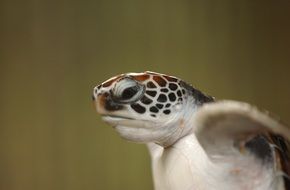 spotted turtle head