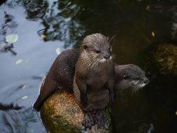 clawed otters