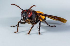 closeup of a wasp