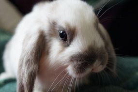 dwarf rabbit on the bed