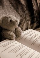 bear-reader