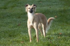 white long-haired hound on a lawn