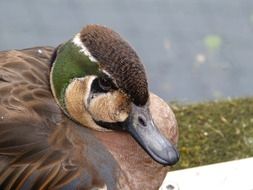 sitting Duck head close up