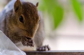 charming Squirrel Mammal