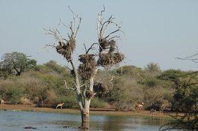 Nests on a tree