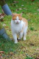 Kitten Fur Ginger