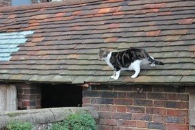 photo of climbing cat on a tiled roof