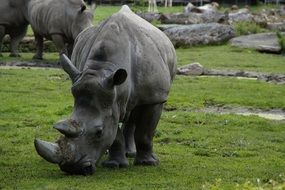big dangerous gray rhino
